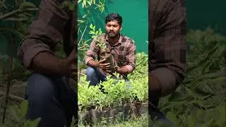 Miss India Apple Ber Plants in Telugu | High Yield Fruit Plants 🌿🍎