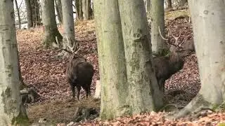 Můj Rok v Oboře Bělecký mlýn = ÚNOR = Daněk evropský a Jelen Sika Dybowského