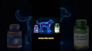 Glucosamine and Chondroitin for Dogs!