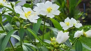 Care and Propagation of Melastoma Plant //Beautiful Melastoma Flowers