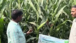 GMH 6034 Hybrid Maize /Makka Godrej Agrovet Ltd