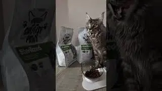 Прекрасный открытий в Новом 2026!🥂💜  #cat #nutreat #dogs #newyear