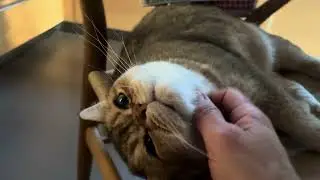 Barsik the Cat Loves Gentle Petting 🐾💚 | Pure Relaxation