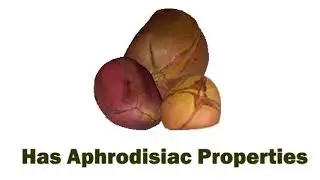 Top 10 Health Benefits of Kola Nut