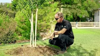 TreeNewal Resources Trailer