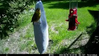 Lady Goldfinch Tries to Tear Open Nyjer Sock