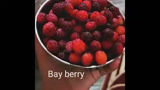 kafal fruit