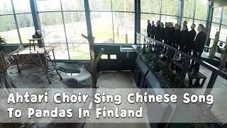 Ahtari Choir Sing Chinese Song To Pandas For Chinese Valentine&rsquo;s Day | iPanda
