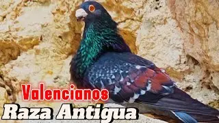 Algo que debes VER! VALENCIANOS ANTIGUOS de Palomar Alabi