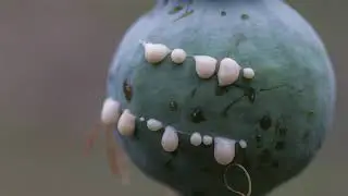 Poppy Milk