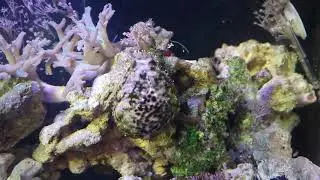 Cypraea tigris и другие жители морского аквариума.