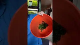 How to remove pest snails from plants before adding to my aquarium? #freshwateraquarium #aquarium