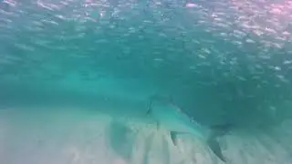 Tarpon Feast on the Mullet run from Miami to Palm beach and further