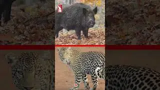 Decomposed Body Found Hanging On Tree; Legs Mutilated By Wild Animals