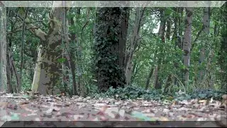 Stephan Noel Lang - Les Feuilles Mortes (Piano Solo)
