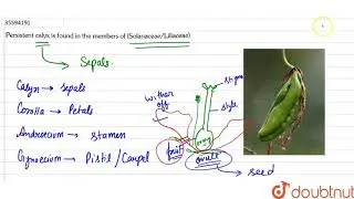 Persistent calyx is found int eh members of (Solanacea?Liliaceae)