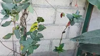 Planta Madreselva Blanca