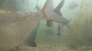 Big Bream Feeding Underwater Footage 6