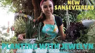 Planting with Jewelyn: New Sansevierias | April 2019 | ILOVEJEWELYN