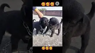Labrador mix Desi cute puppy 4 photos #shorts #shortvideo