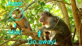 Monkey Jane angry and want to hit Janet when Janet disturbed and come near