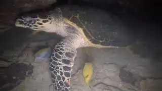 Night dive at Dibba Rock #bluediver