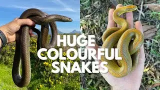 HUGE MOLE SNAKES, MONSTER AURORA HOUSE SNAKE AND MORE!