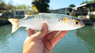 Fishing LIVE Mullet Around Docks for BIG Snook