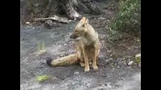 Culpeo Fox