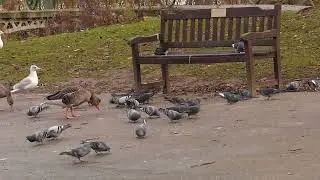 Feeding frenzy