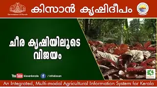 Cultivation of Amaranthus (Cheera) -  episode - 630