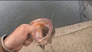 Spawn bass fishing at Pinto Lake in watsonville Ca  (hot bite 🔥) 2025
