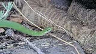 Smooth Greensnake crawls through the rattlesnake den