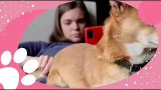 Life is Beautiful with dogs | Unveiling Pet Care Solutions | PawPlusInc