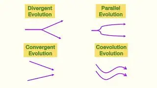 QCE Biology unit 4 - Patterns of Evolution and Extinction