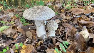 Mantar Günlükleri 8: Çayır mantarı (Agaricus), Malgadın (Infundibulicybe geotropa) ve mantarlar.