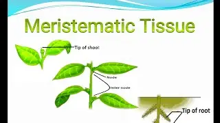 Meristematic tissue