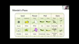 Genetics: Punnett Squares & Mendel's Laws Explained by NJ Teacher Mr. Heine