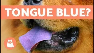 Dogs with Blue Tongues &ndash; Why is the Chow Chow&rsquo;s Tongue Blue?