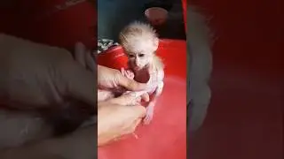 Bathing the baby monkey 😍#shorts #shortvideo #monkey #monkeys