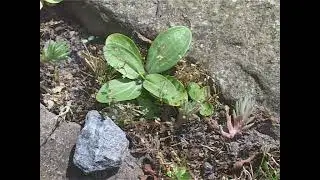 Healing Herbs Bach Essence Centaury | Pharmakopolis