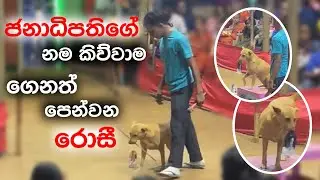 ජනාධිපතිගේ නම කිව්වම ගෙනත් පෙන්වන රොසී - Circus Sri Lanka - [ Travel with Madu ]