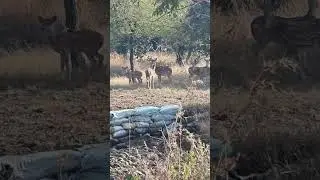 Cheetal spotted At Chidi Kho. #youtubeshorts #shortsvideo #bhopalikitchen .