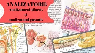 ADMITERE MEDICINA: ANALIZATORII 3: Analizatorul olfactiv si analizatorul gustativ