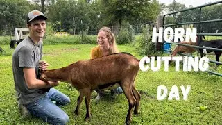 Cutting goat horns, what could go wrong?