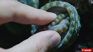 🔴 ASMR | How to Clean Abalone Perfectly | A Satisfying Deep Clean Seafood Tutorial