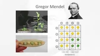 Podcast: A Brief History of Genetics - Dr Louise Johnson