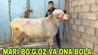 Akbarshoh ukamizdan yangi partiya bo‘g‘oz mari va ona bola sigirlar 9-yanvar, 2026