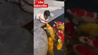 cute baby playing with fish 🐠🐟 #shorts #short #viral #youtube #cute #cutebaby #funnybaby #ytshorts
