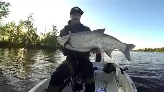 Fiske 2018 (en v&auml;ntad f&aring;ngst)